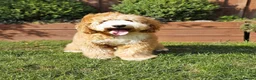 Goldendoodle dogs for sale: Red and White Miniature Doodles Licensed  - Advert 33