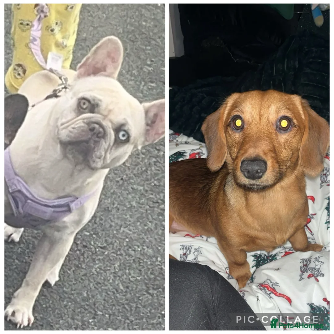 Mixed Breed dogs for sale: French sausage  in Plymouth - Advert 2