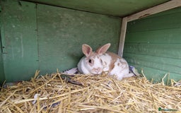 Rex rabbits for sale: Gorgeous breeding pair of mini rexes- £50 per pair - Image 8
