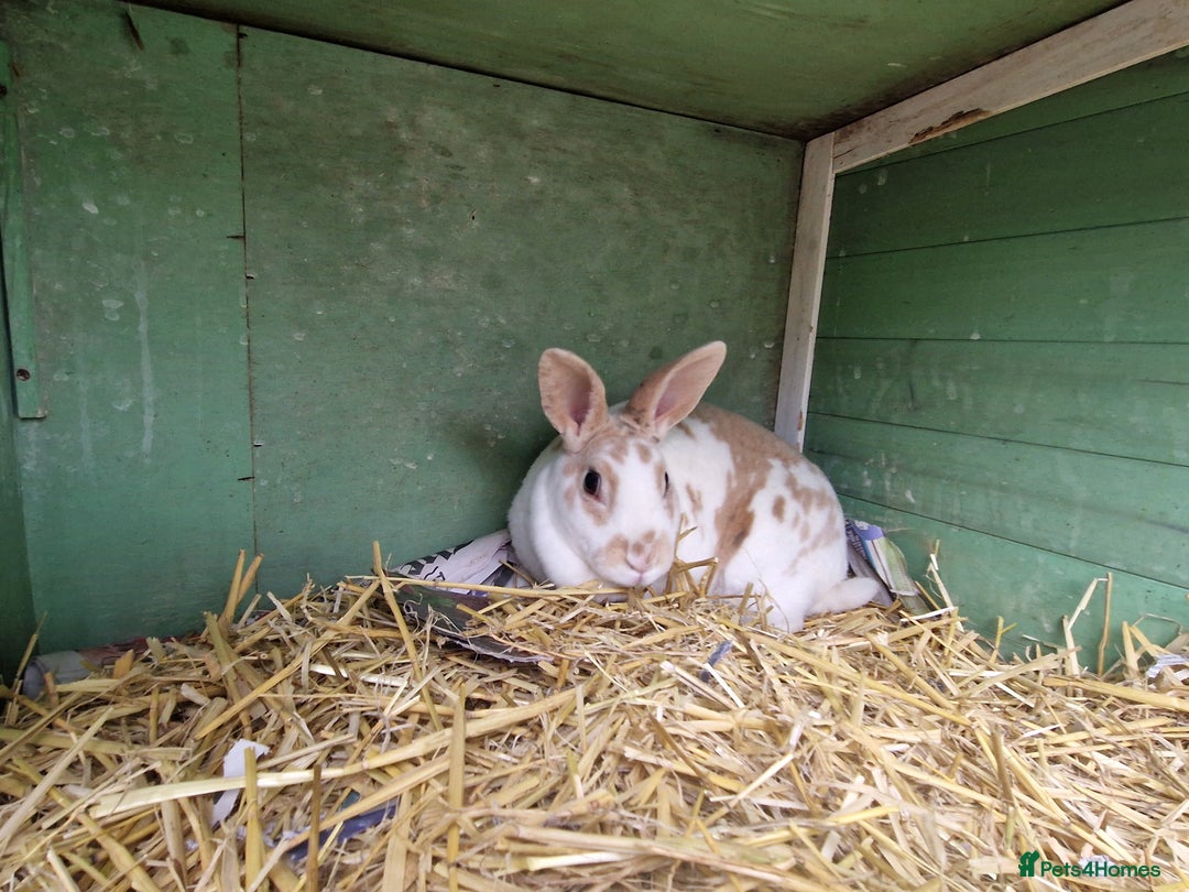 Rex rabbits for sale: Gorgeous breeding pair of mini rexes- £50 per pair - Image 8