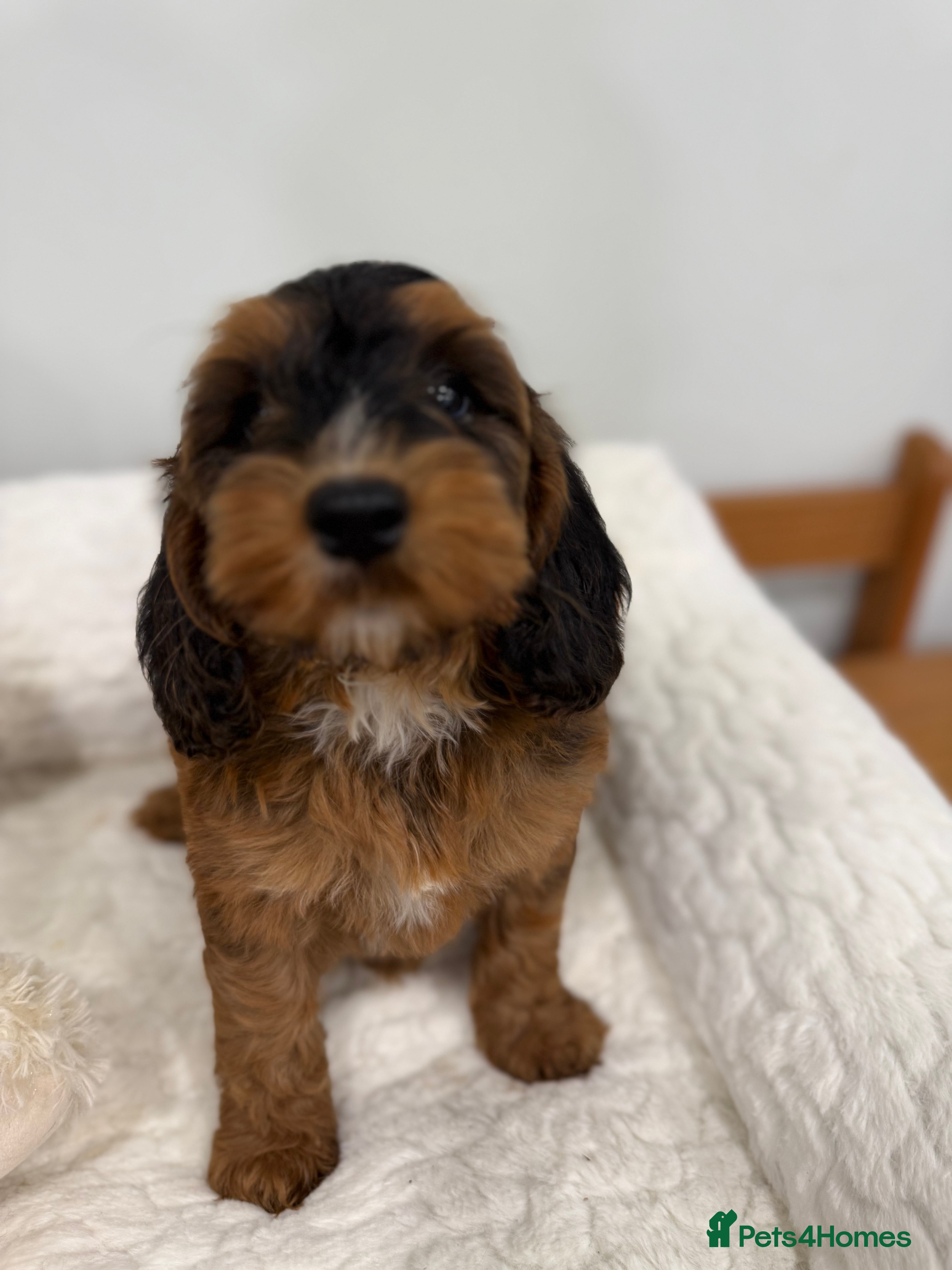 Cockapoo dogs 11 red sable, f1 cockapoo. KC & DNA clear parents - Advert 4