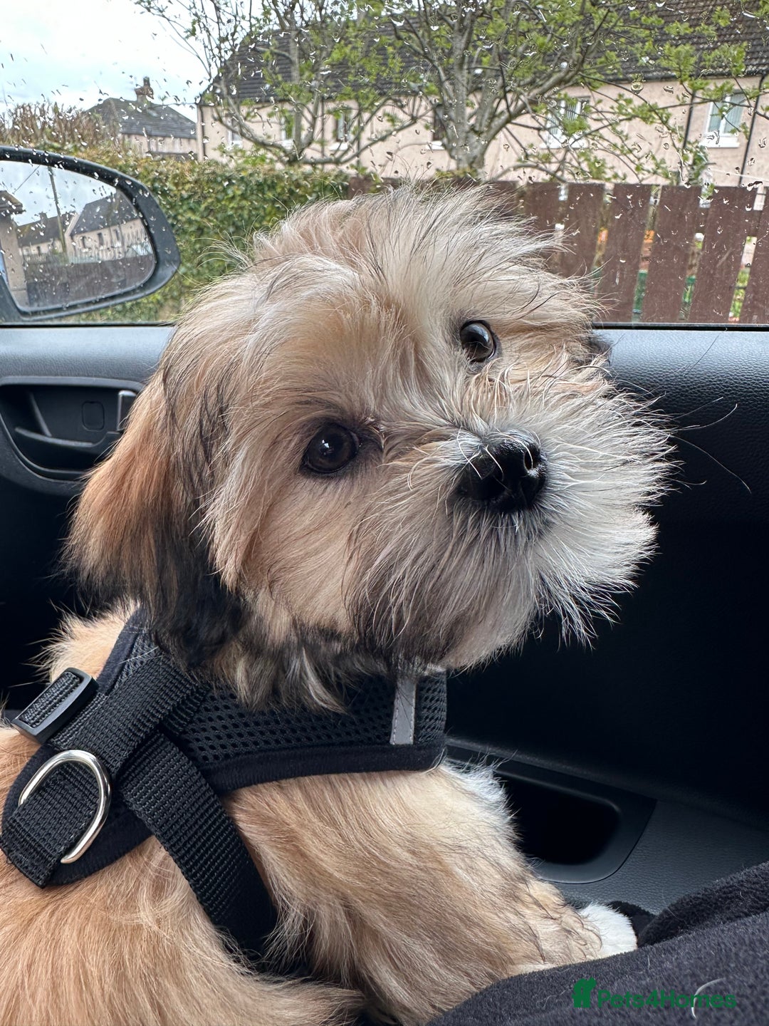 Lhasa Apso dogs for stud: KC Registered Lhasa Apso Stud - Advert 17