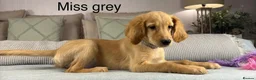 Goldendoodle dogs for sale: FULLY VACCINATED AND ABLE TO GO OUT ON WALKS.  - Advert 28