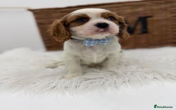 Cavalier King Charles Spaniel dogs for sale: Health tested Cavalier king charles - Advert 8