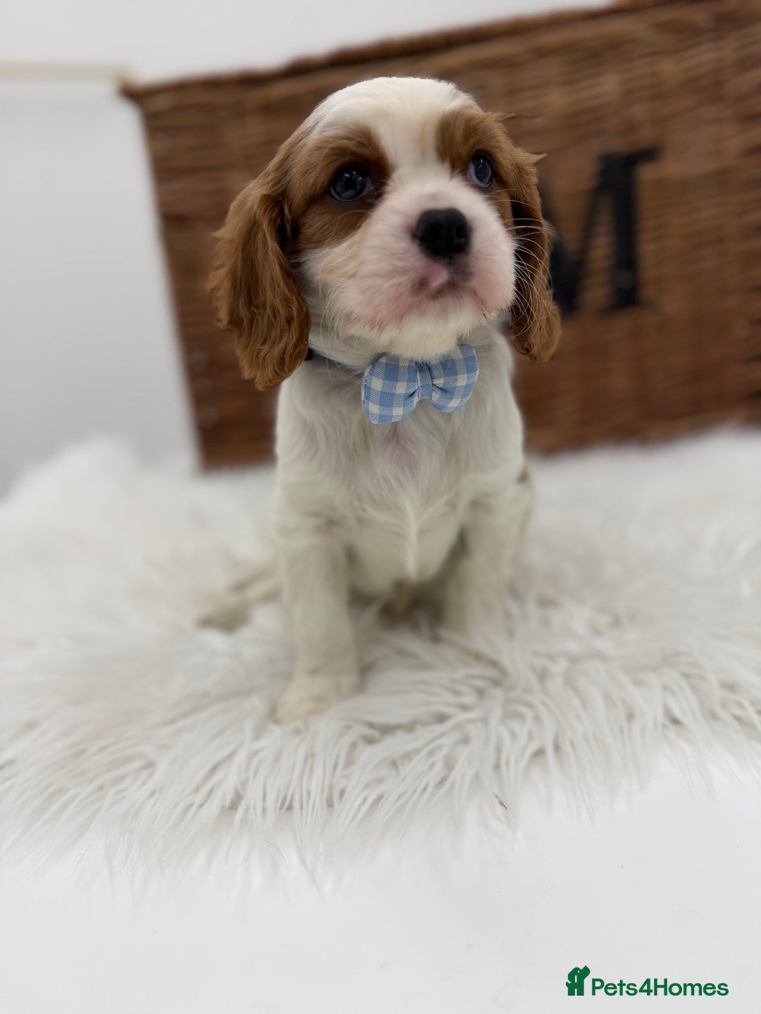 Cavalier King Charles Spaniel dogs for sale: Health tested Cavalier king charles - Advert 8