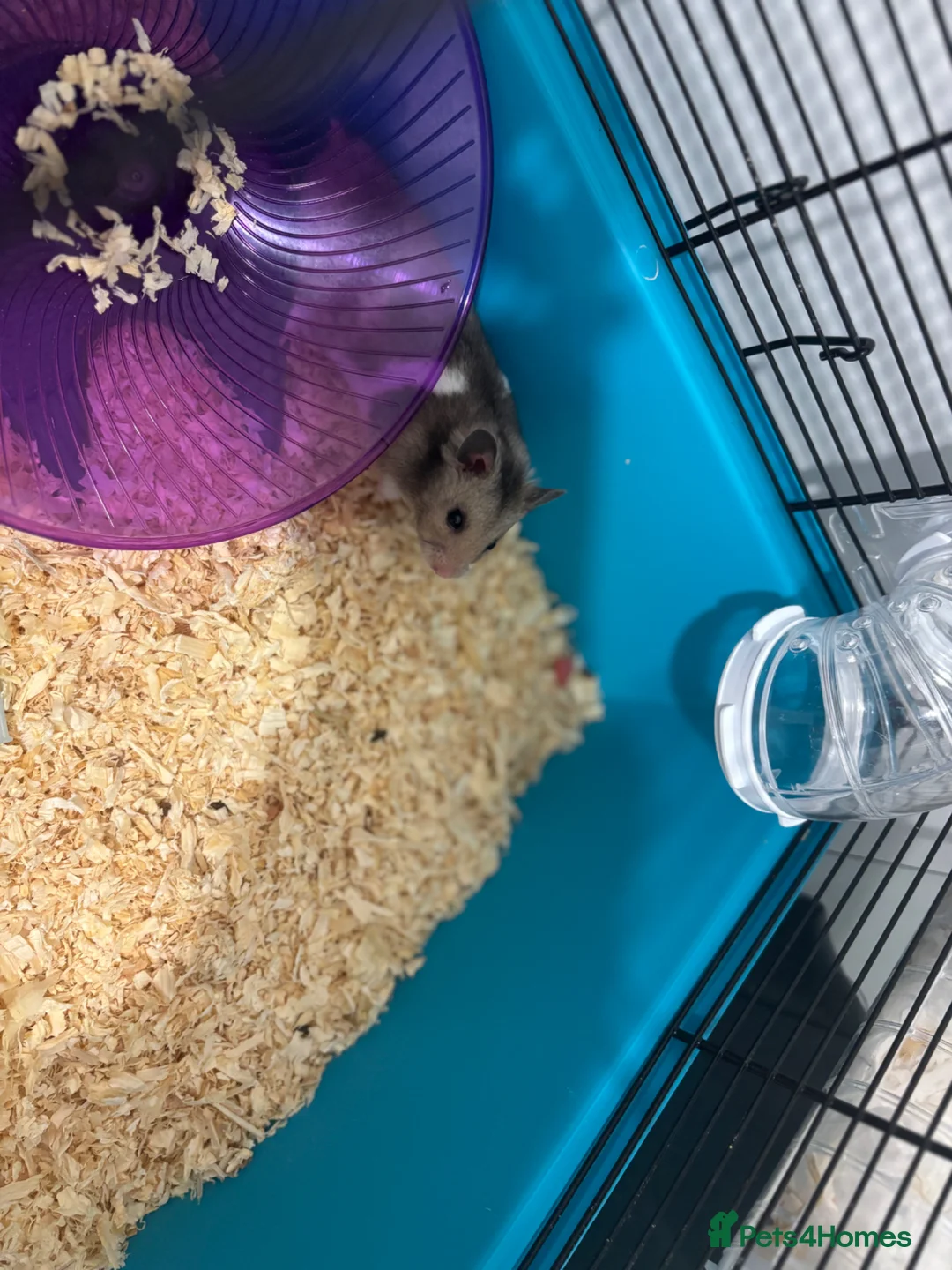 Hamster rodents for sale: Male Syrian hamster  in Epsom - Advert 2