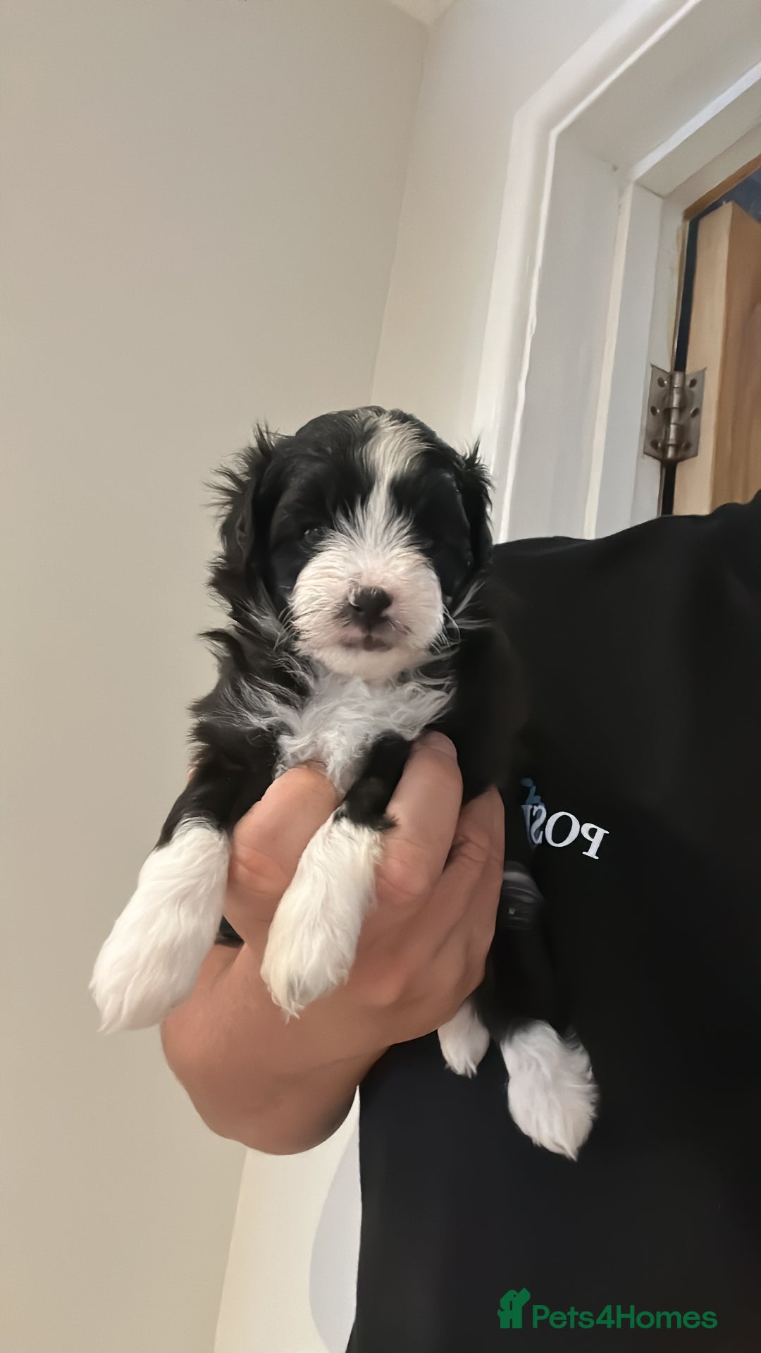 Maltipoo dogs for sale: Very small Maltipoo  - Image 15