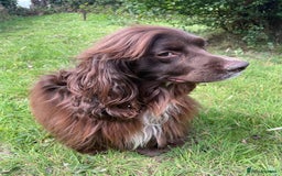 Sprocker dogs for stud: Dexter Sprocker - Image 6
