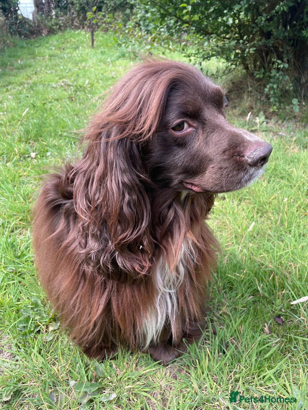 Sprocker dogs for stud: Dexter Sprocker - Image 6