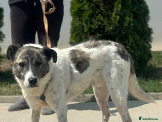 Mixed Breed dogs ๐ Marley ๐ 5 years in shelter, still hoping - Advert 17