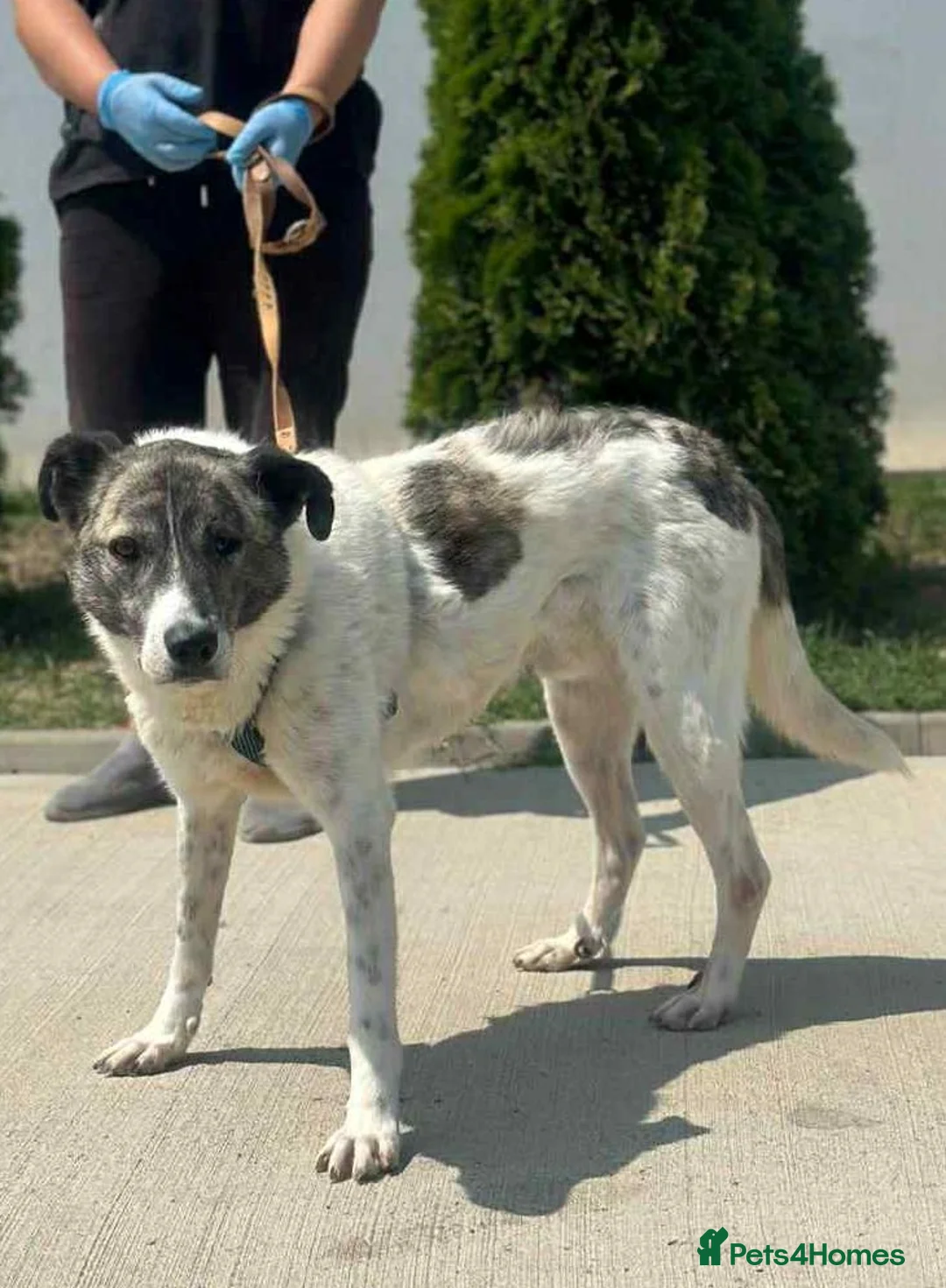 Mixed Breed dogs for adoption: 🌟 Marley 💛 5 years in shelter, still hoping - Advert 3