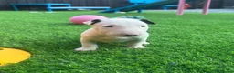 English Bull Terrier dogs for sale: Stunning English bull terrier puppies for sale  - Advert 17