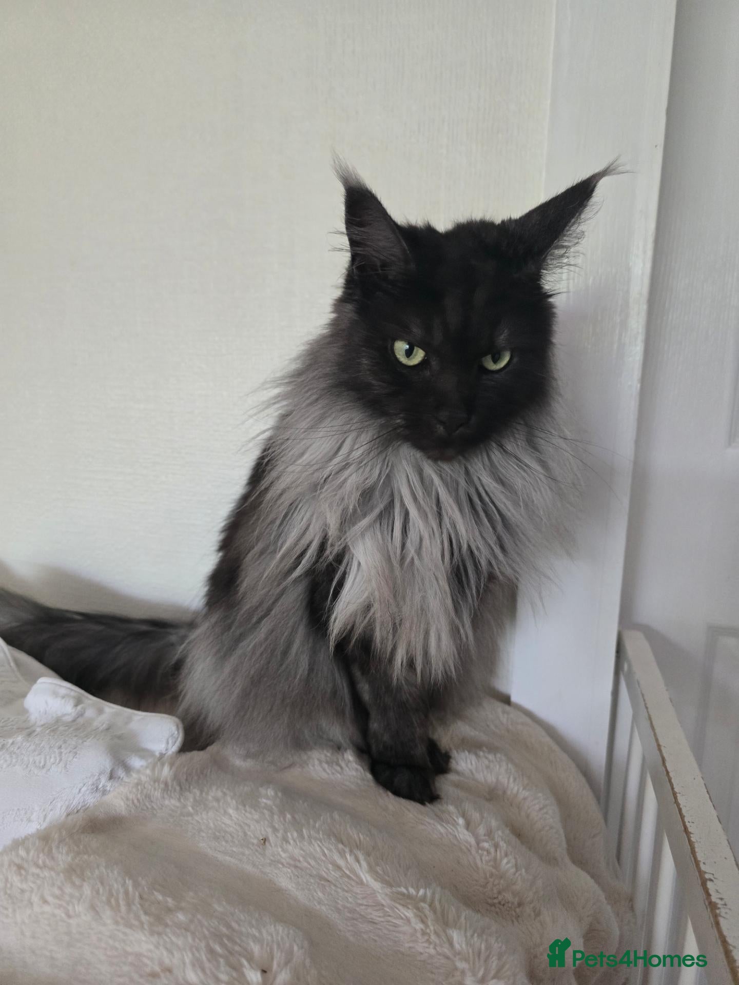 Maine Coon cats Black Smoke maine coon  - Advert 2