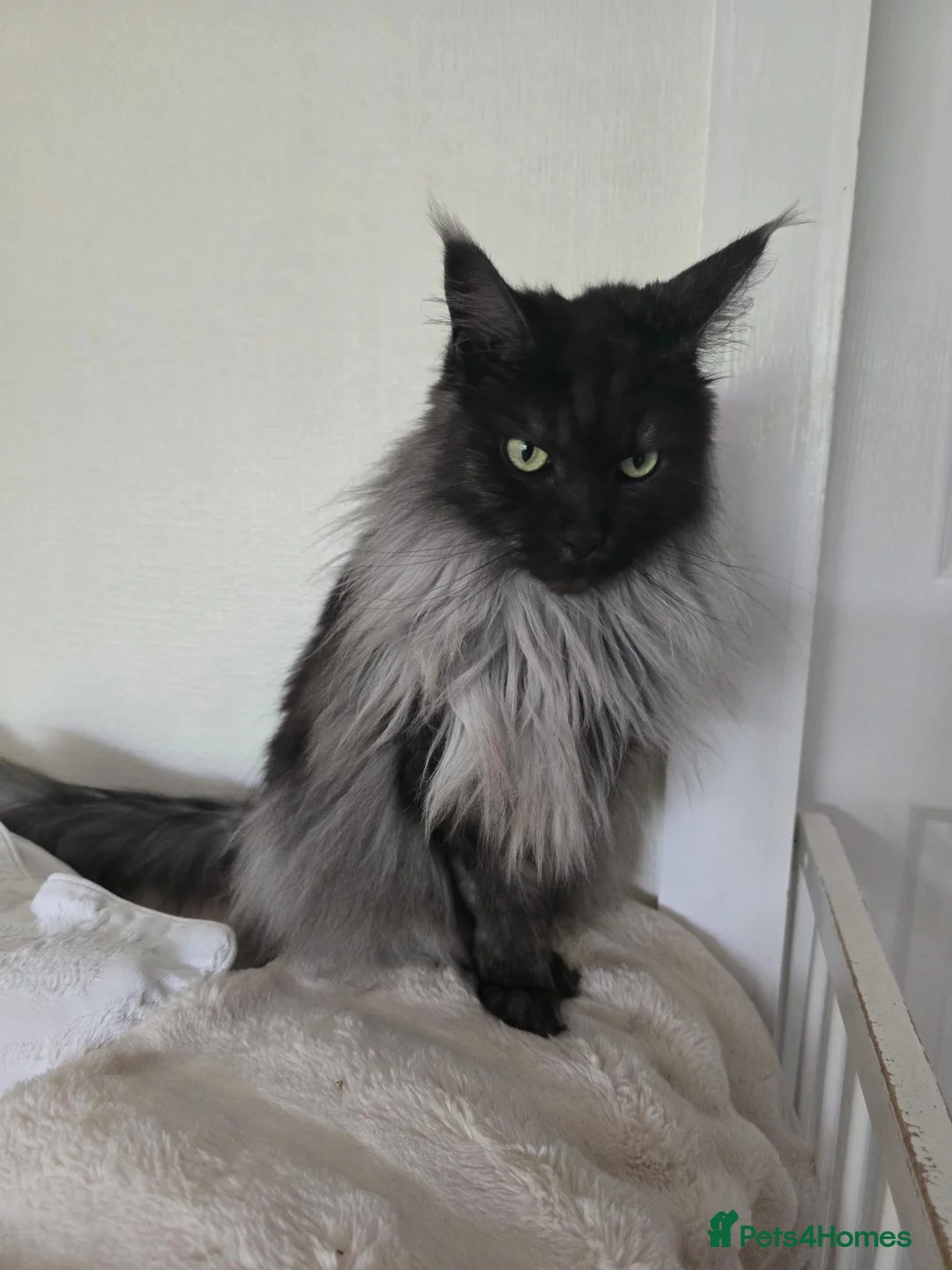 Maine Coon cats for sale: Black Smoke maine coon  in Etchingham - Advert 2