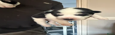Huskita 1
