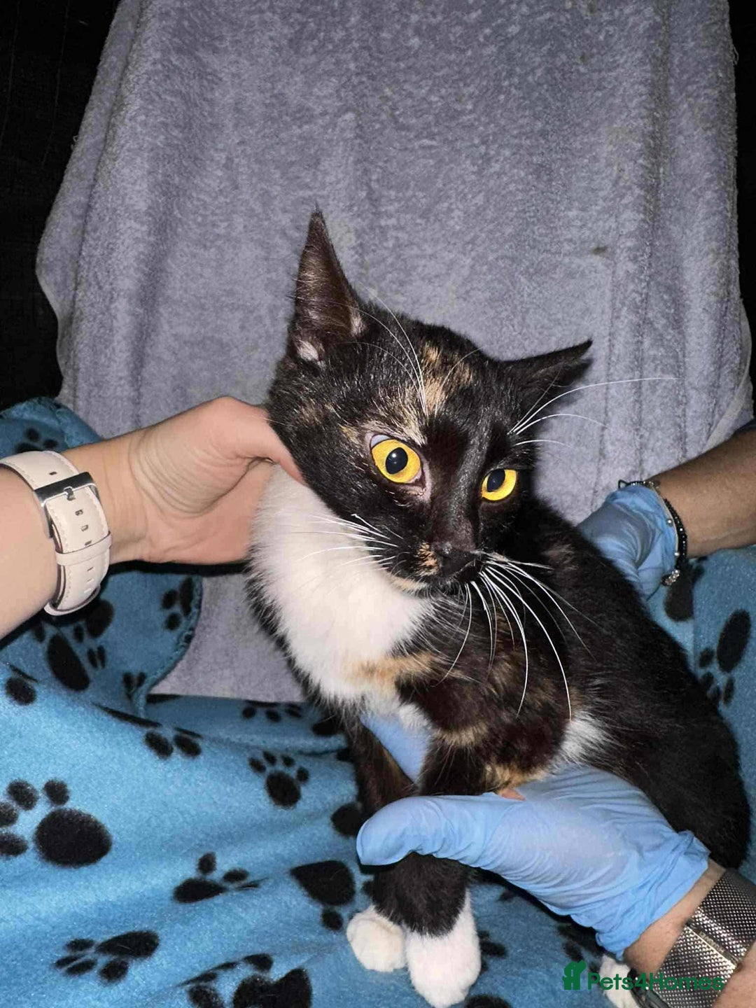 Mixed Breed cats for adoption: Star for adoption - Image 5