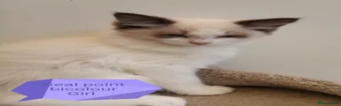 Ragdoll 1