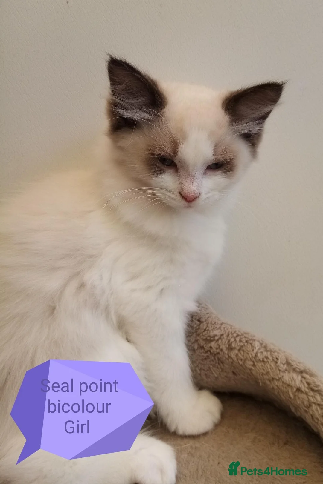 Ragdoll cats for sale: Ragdoll kittens for sale  - Advert 2