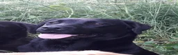 Labrador Retriever dogs for sale: Labrador retriever - Advert 3