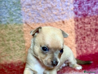 Chihuahua dogs - Advert 4