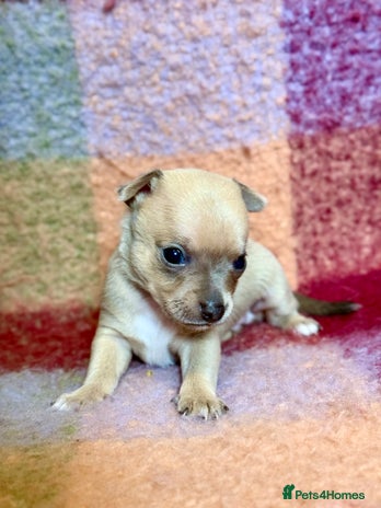 Chihuahua dogs - Advert 1