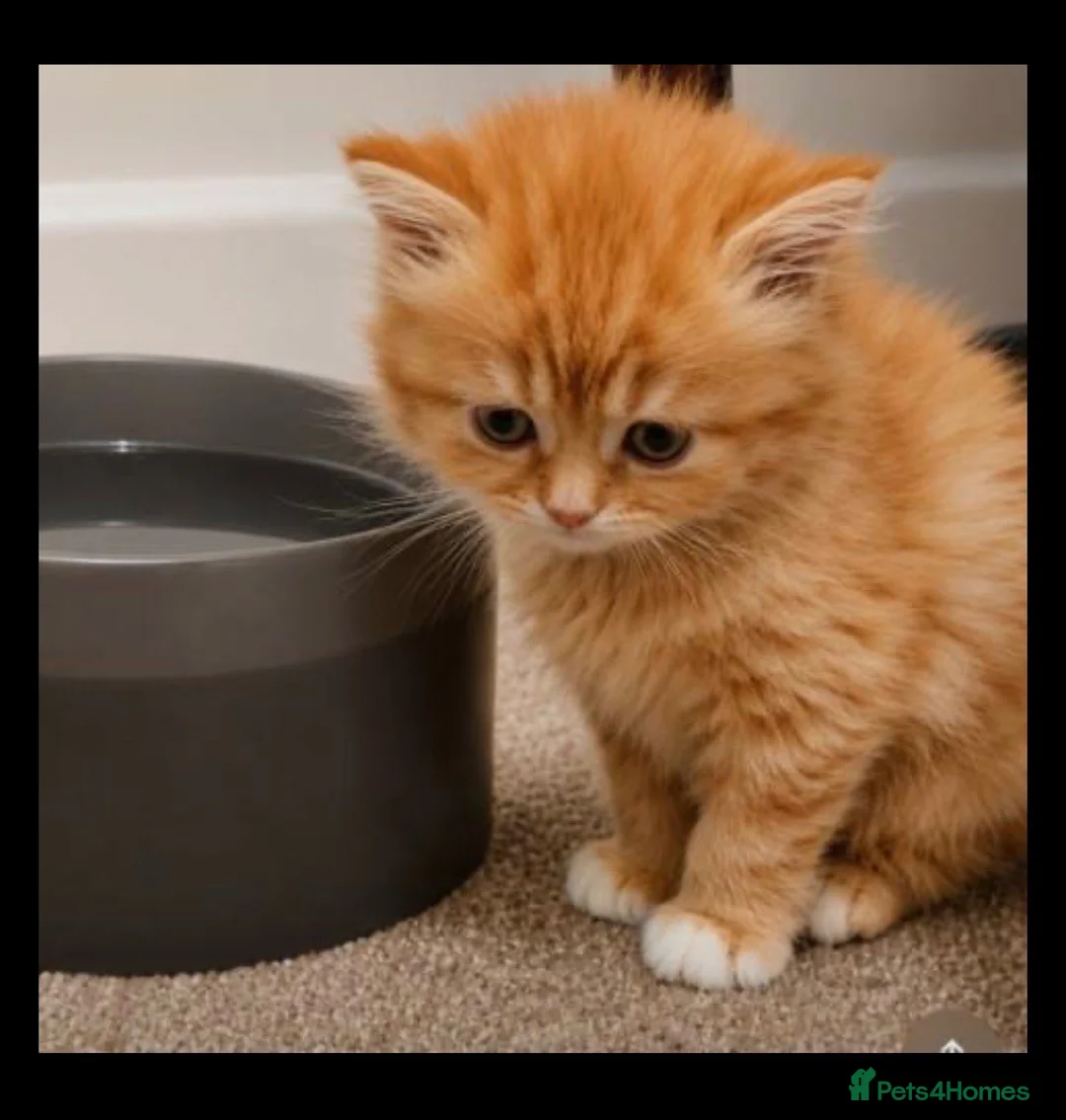Persian cats for sale: Beautiful Chinchilla Persian Kittens - Advert 2
