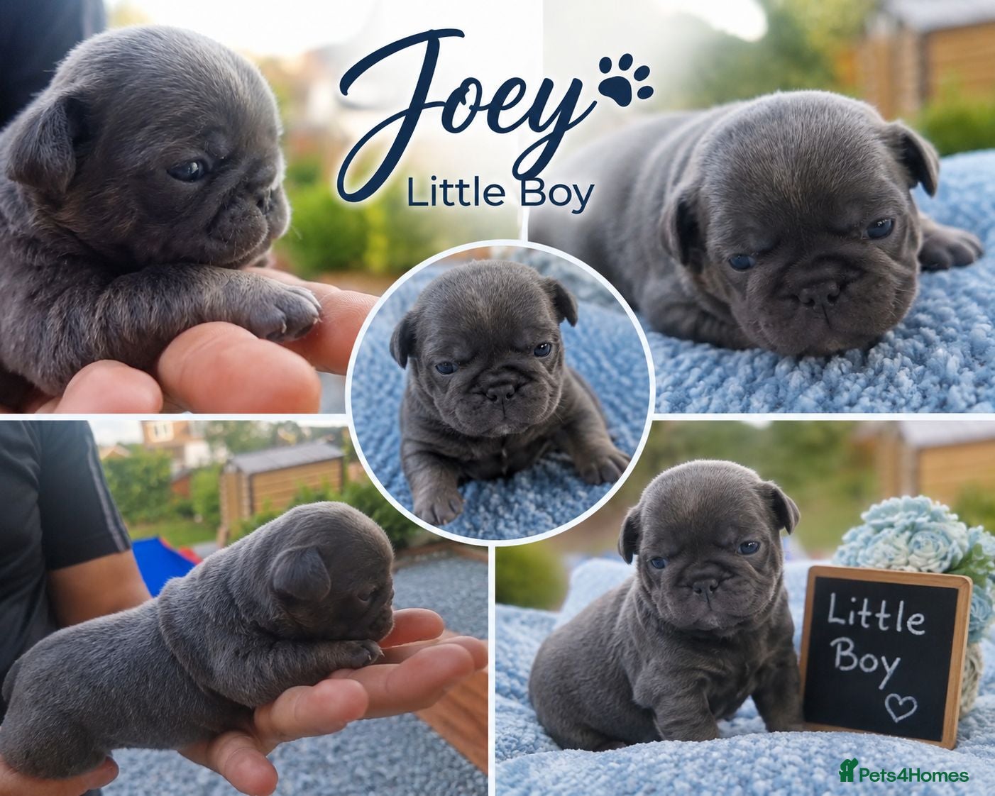 Pug dogs Exotic Pug puppies ( 2 BOYS AVAILABLE) - Advert 10
