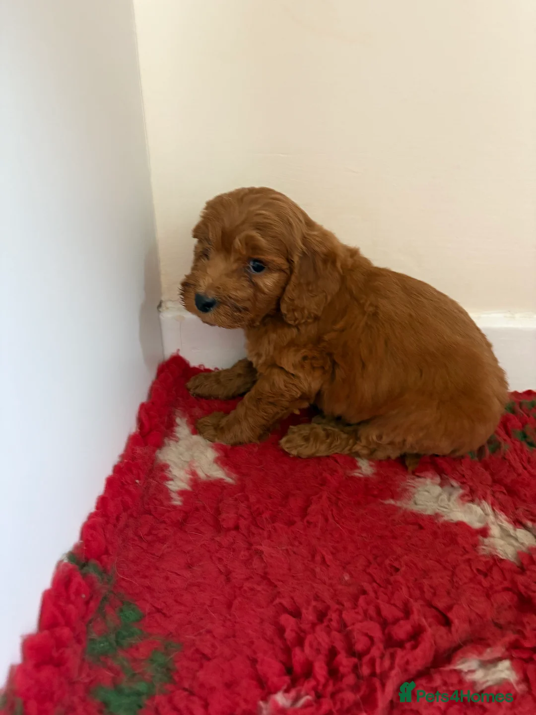 Cockapoo dogs for sale: 4 stunning cockapoo puppies for sale  - Advert 8