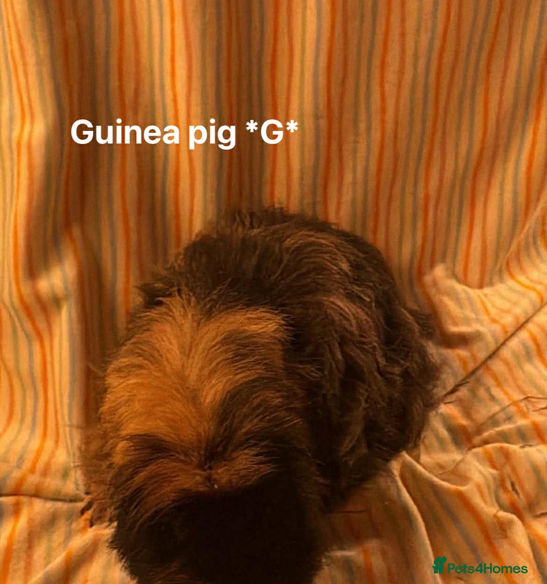 Guinea Pig rodents for sale: Mixed age female Guinea pigs for sale - Advert 6