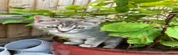 British Shorthair cats for sale: READY NOW British Short Hair x Bengal Kittens - Advert 5