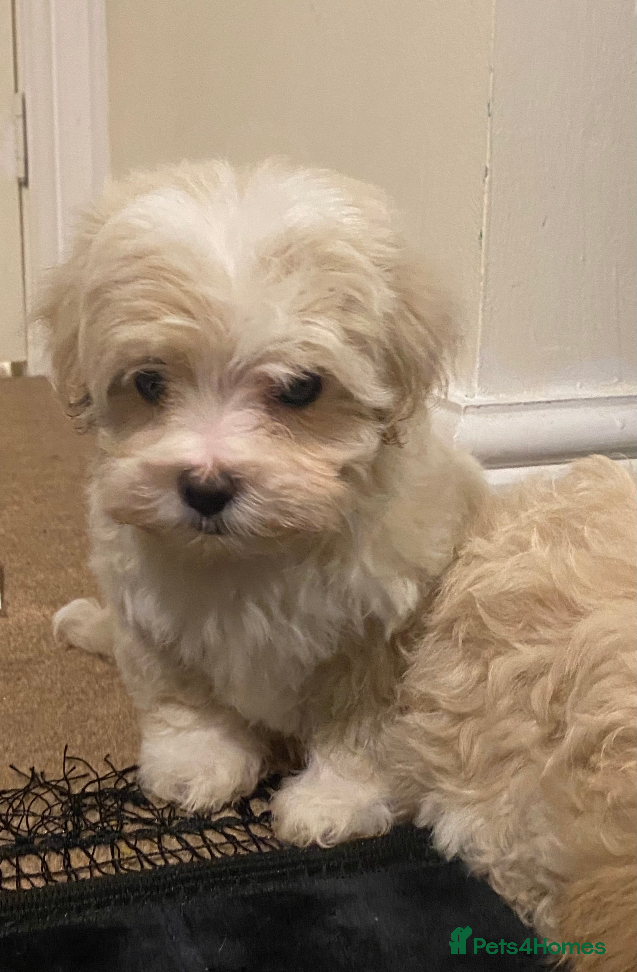 Maltipoo dogs Teacup Korean maltipoo girls. - Advert 1