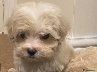 Maltipoo dogs Teacup Korean maltipoo girls. - Advert 1