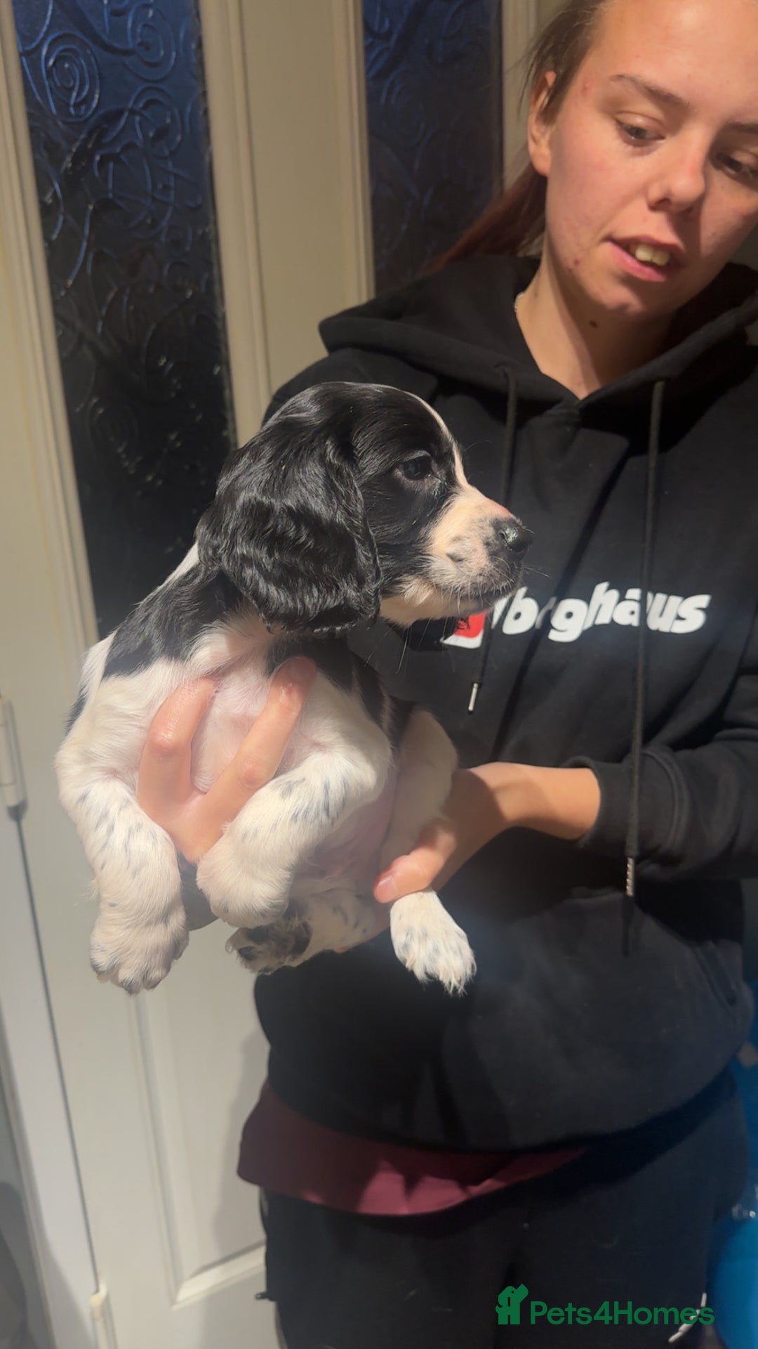 Cocker Spaniel dogs for sale: Cocker spaniel puppies  - Advert 16