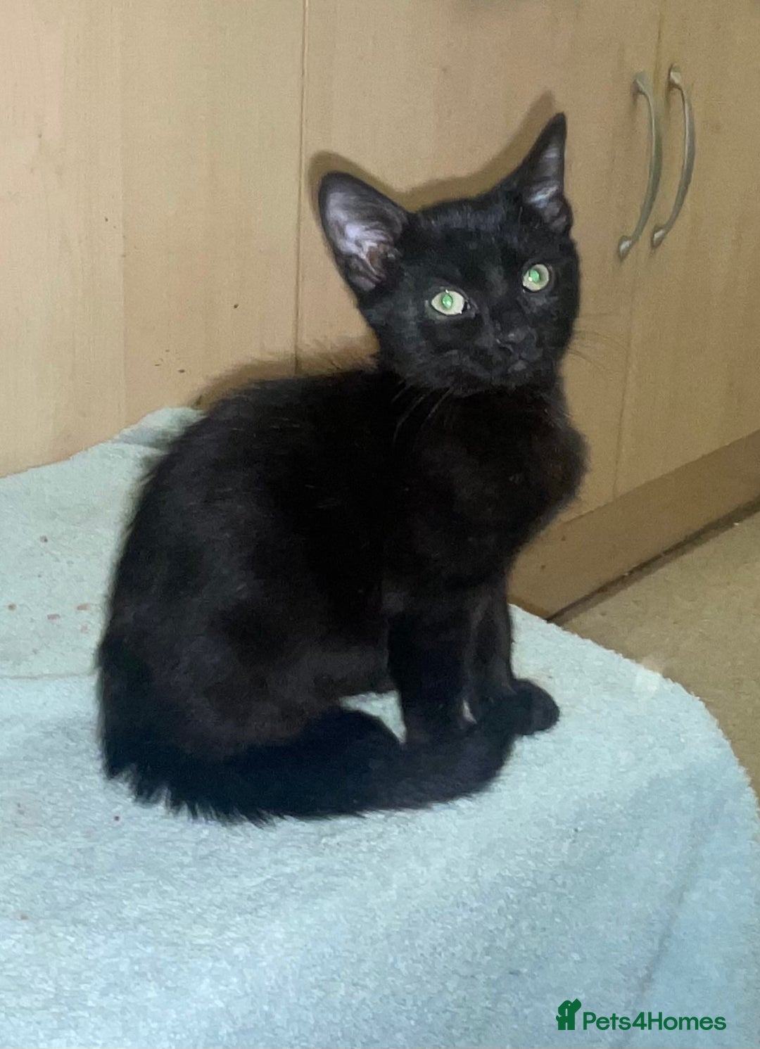 Mixed Breed cats for sale: Kittens for sale - Advert 8