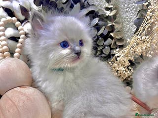 Ragdoll cats Happy new year Ragdoll lovers!! - Advert 1