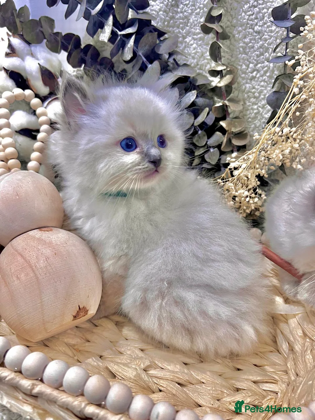 Ragdoll cats for sale: Happy new year Ragdoll lovers!! - Advert 1