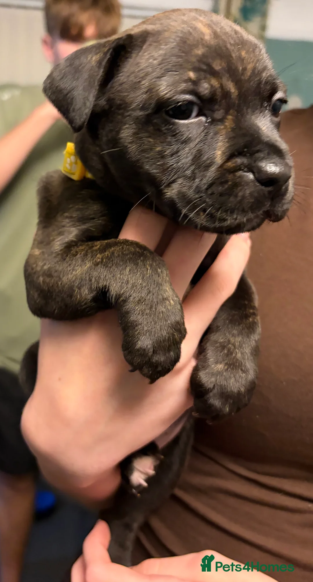 Staffordshire Bull Terrier dogs for sale: Staffie Puppies - blue & brindle in Ellesmere Port - Advert 2
