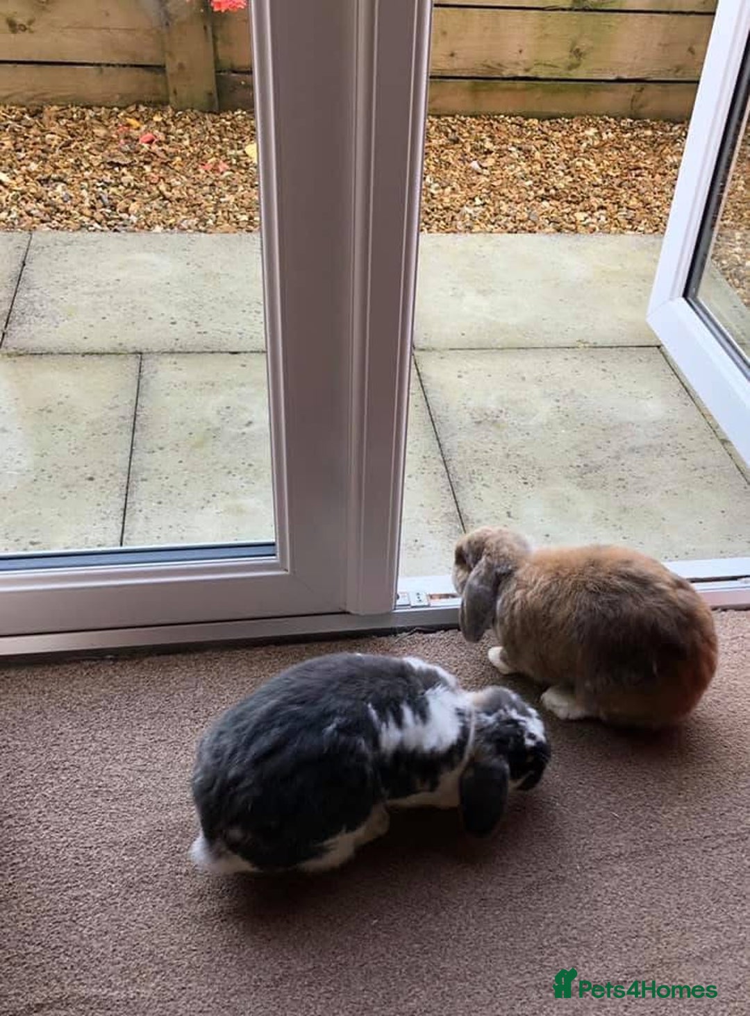 English Lop rabbits for sale: 2 x Male Lop Rabbits - Advert 13