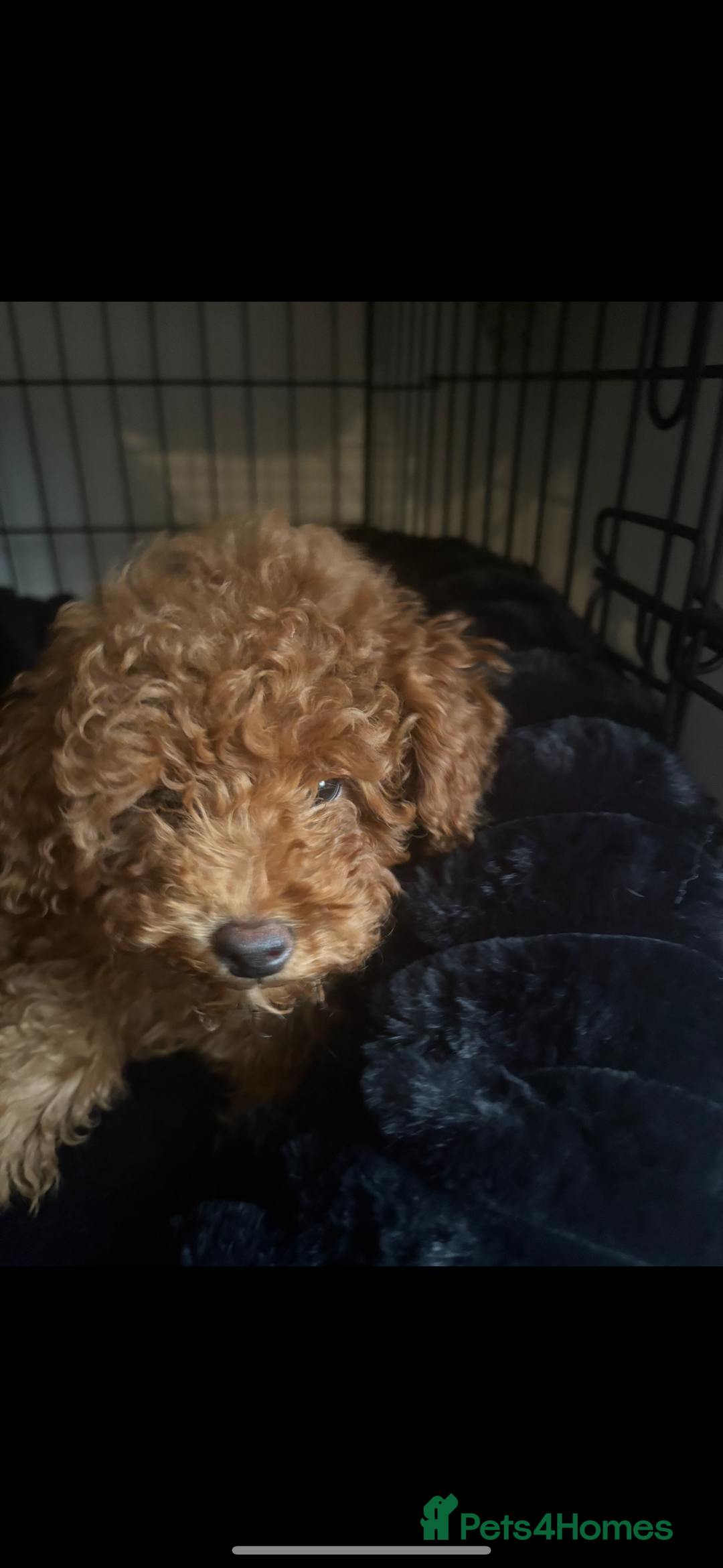 Toy Poodle dogs for sale: Beautiful Red Little Toy Poodle Girl - Image 1
