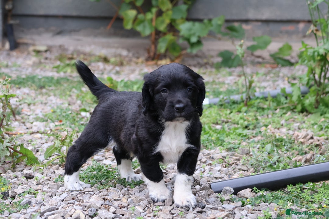 English Springer Spaniel dogs for sale: Heavily marked traditional working ESS - Image 3
