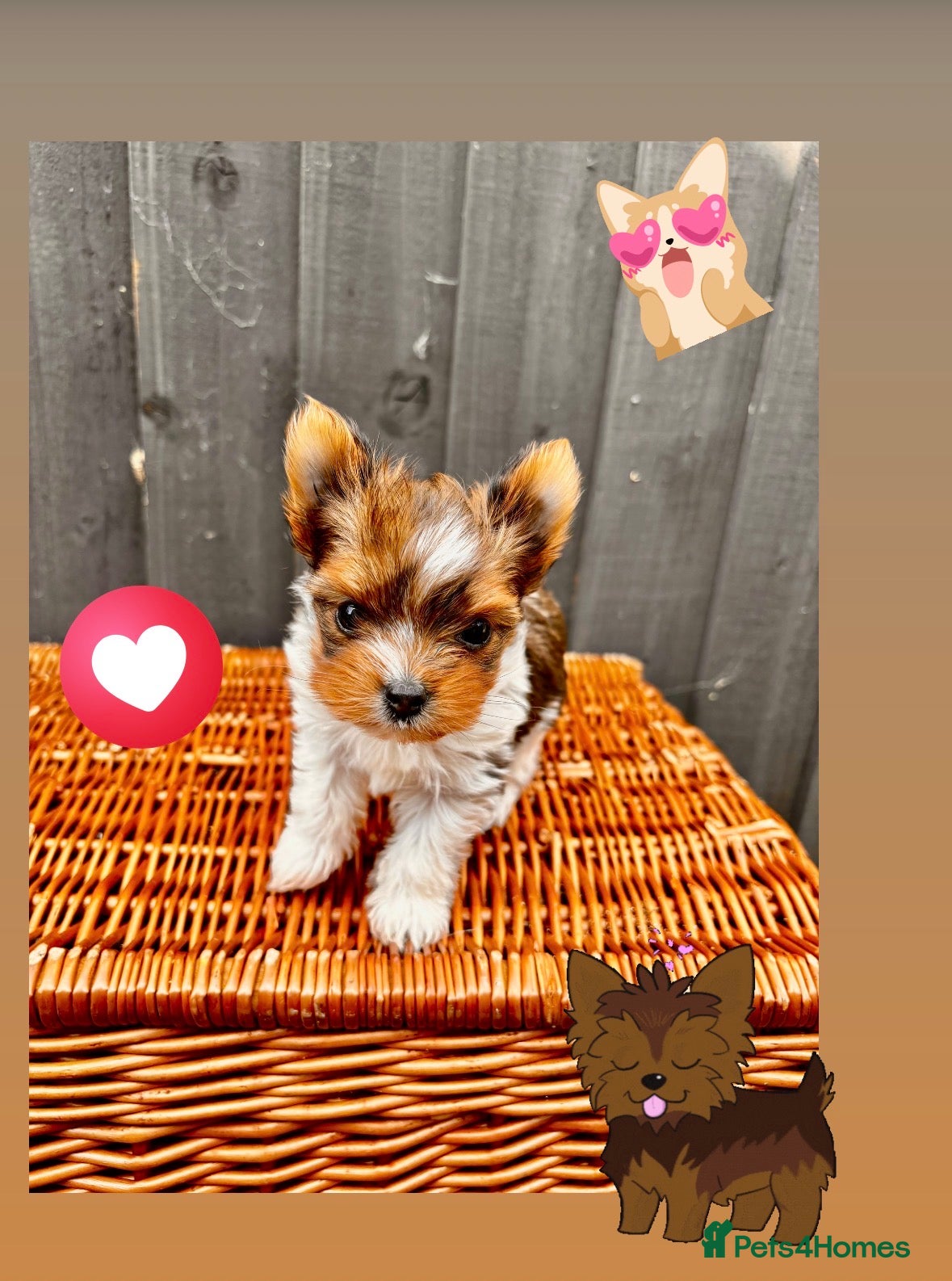 Yorkshire Terrier dogs 🌺Stunning Tiny Yorkie Girl 🌺 - Advert 3