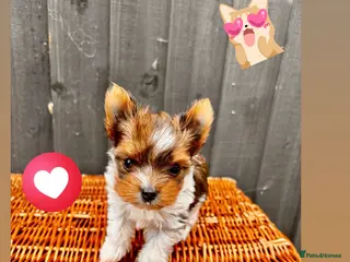 Yorkshire Terrier dogs 🌺Stunning Tiny Yorkie Girl 🌺 - Advert 3