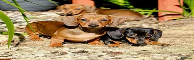 Miniature Dachshund Puppy 3