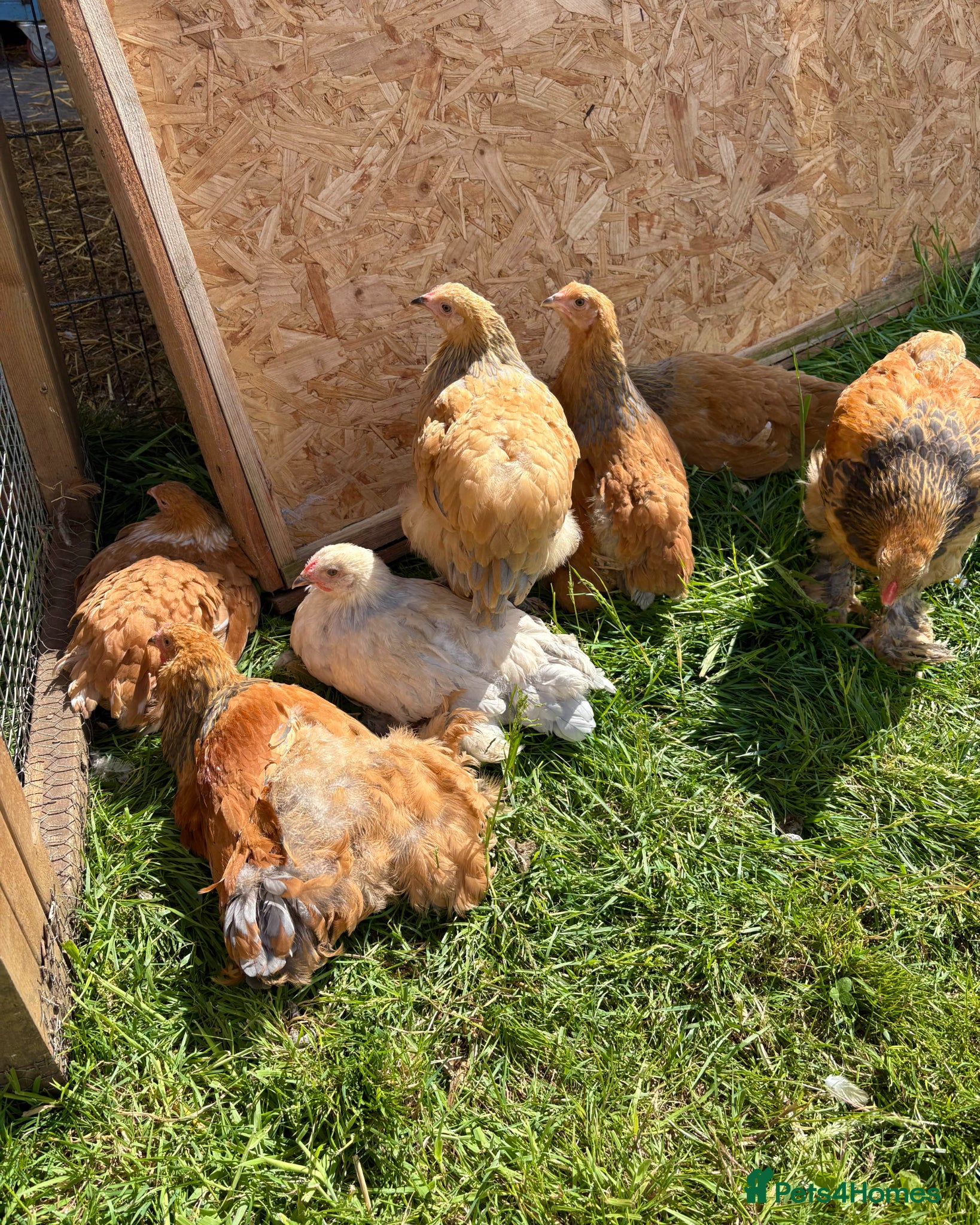 Chickens poultry for sale: Ready Soon: Large Fowl Brahma Pairs Mixed Colours - Advert 1