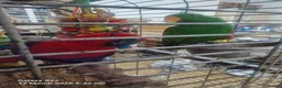 Mixed Breed birds for sale: Wonderful Breeding Pair of Eclectus Parrots 4 Sale - Advert 5