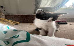 Mixed Breed cats for sale: Lil girl looking for her forever home - Image 1