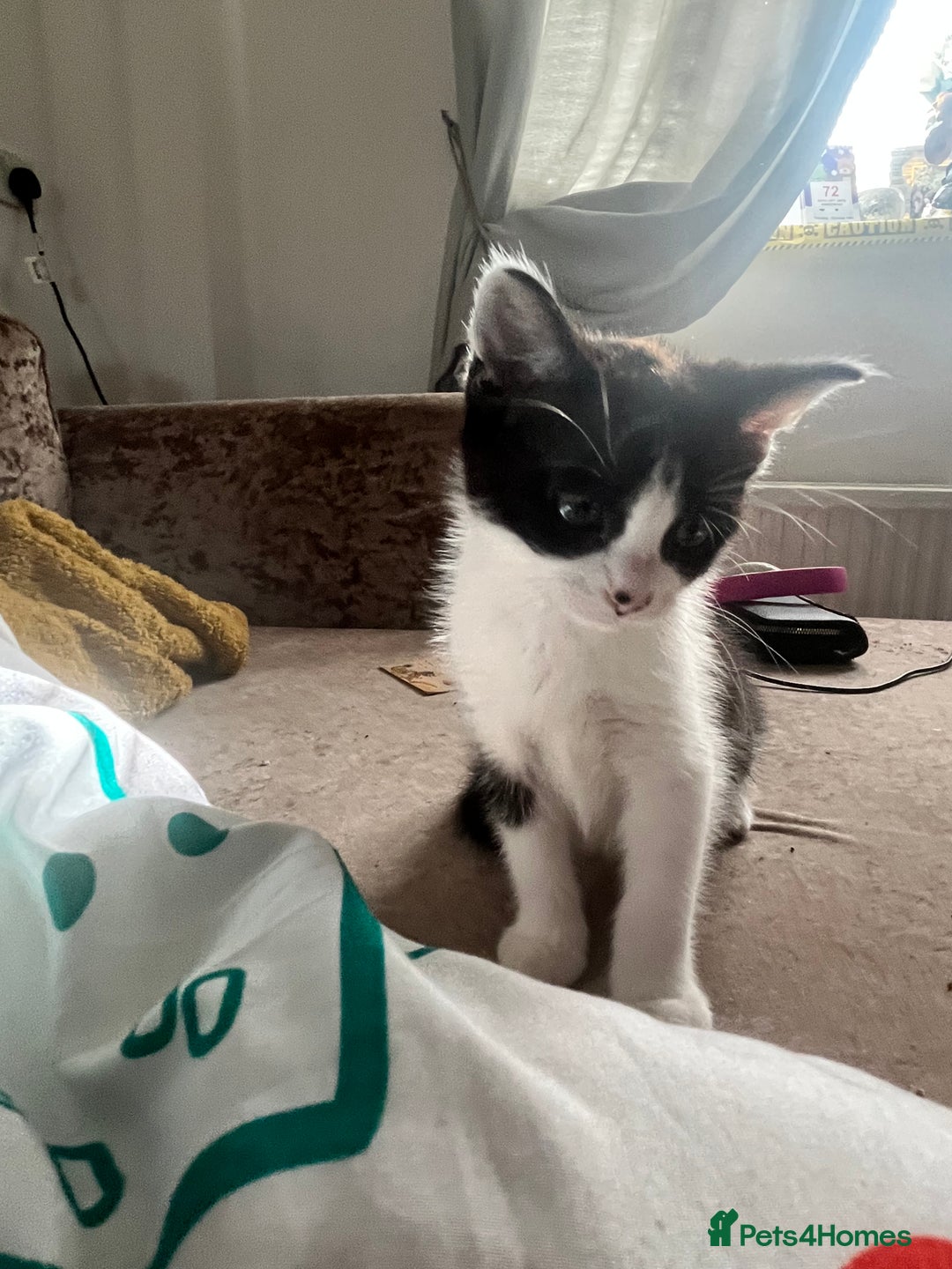 Mixed Breed cats for sale: Lil girl looking for her forever home - Image 1