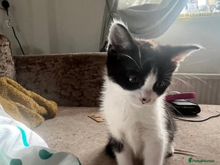 Mixed Breed cats - Advert 20