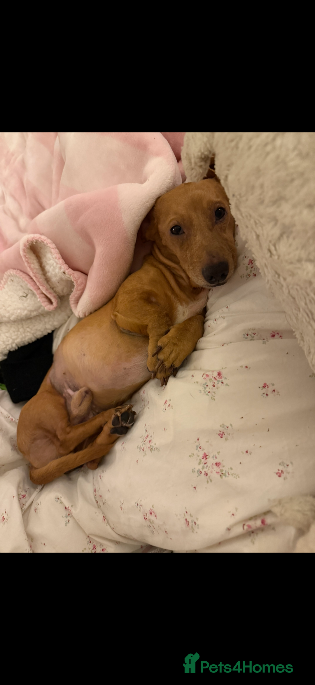 Miniature Dachshund dogs for sale: two gorgeous miniature dachshund puppies - Image 9