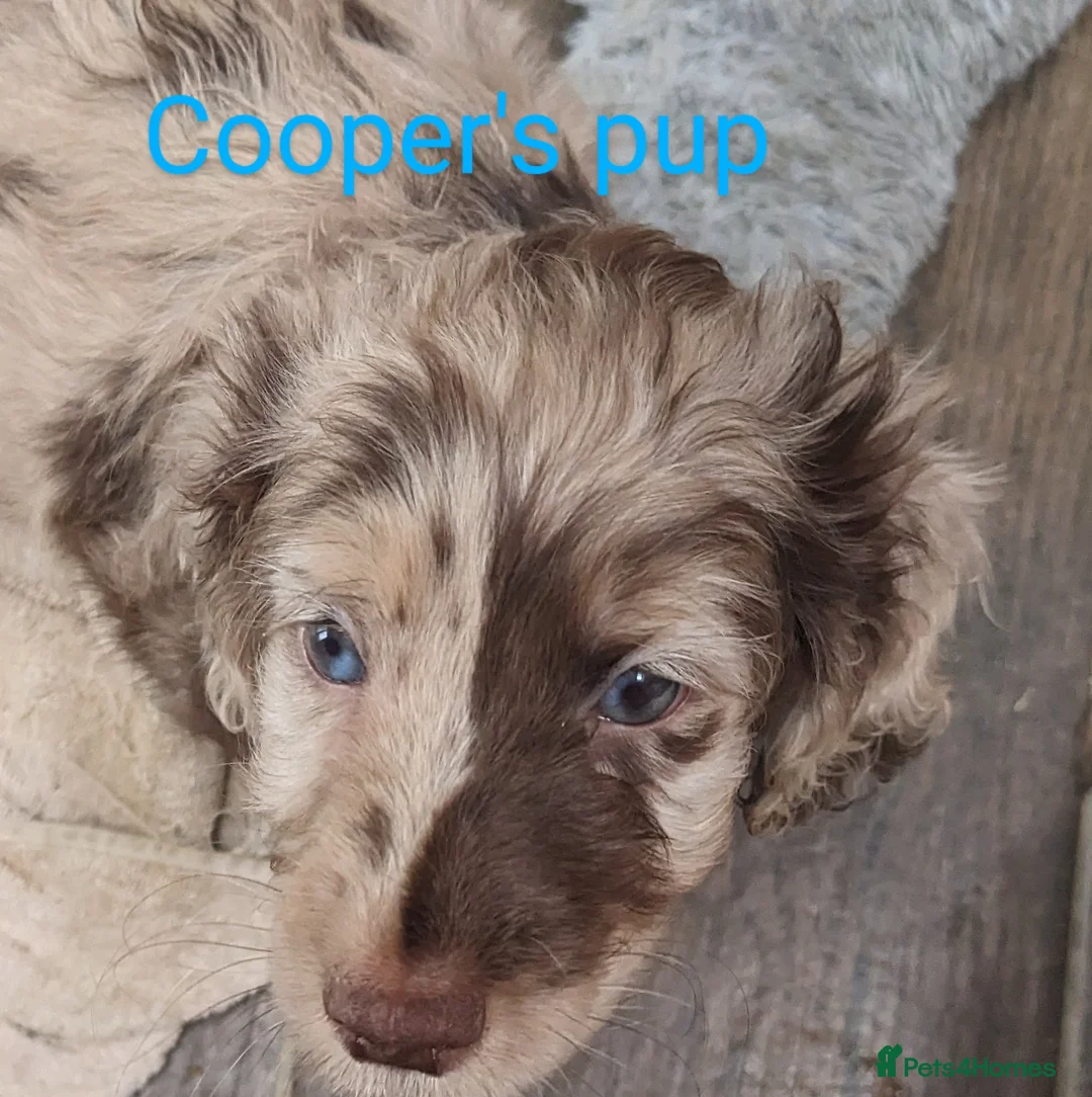 Miniature Poodle dogs for stud: Silver blue merle miniature poodle  in Canterbury - Advert 3